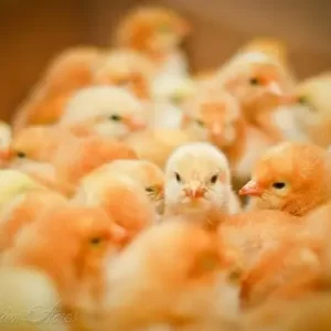 1-Day-Old Chick